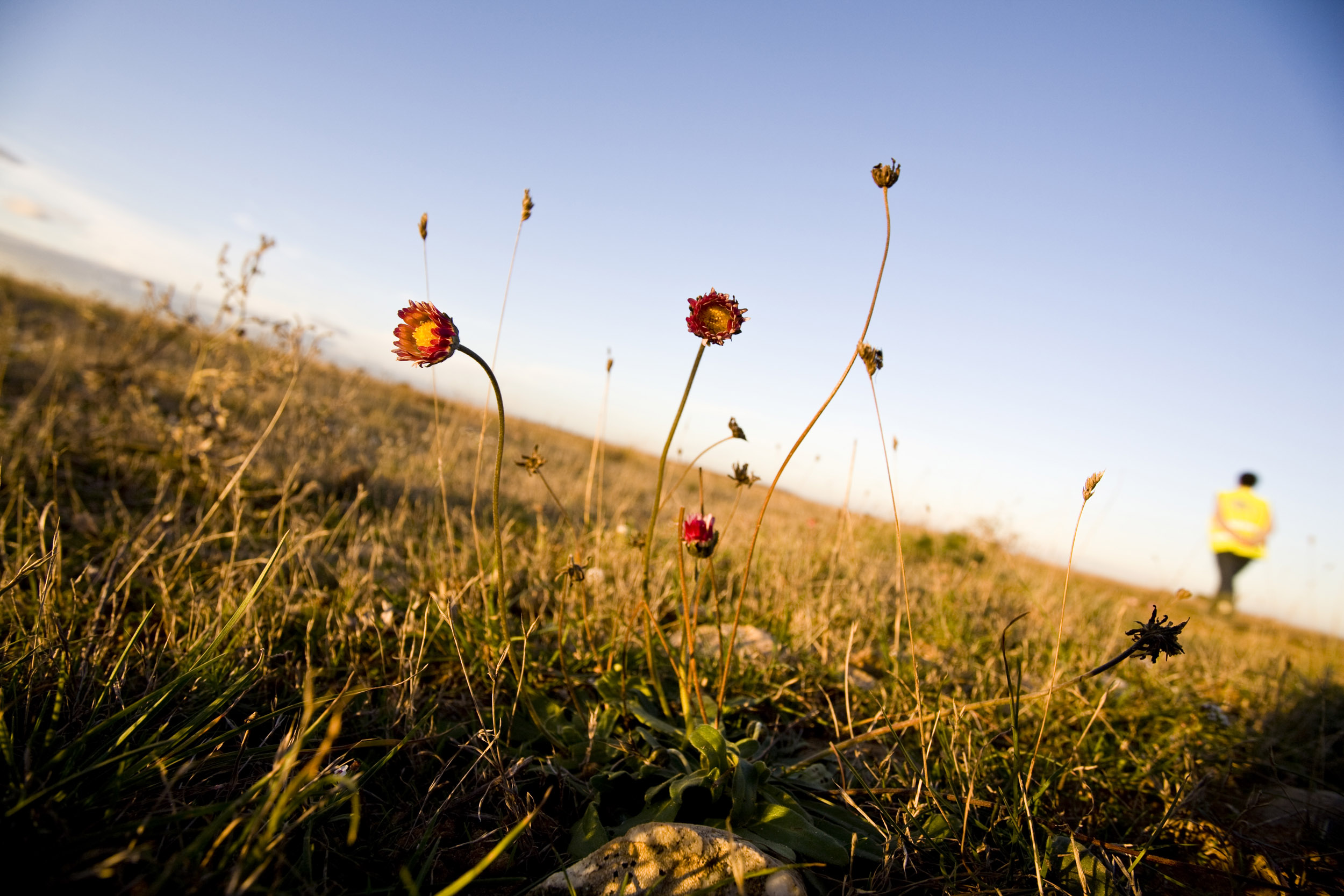 Paysage débullé de la plaine de la Crau ou "Coussoul" sous le ciel bleu vu à ras du sol avec des fleurs au premier plan et un promeneur flou à l'arrière plan