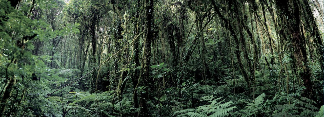 Paysage panoramique de jungle au Costa-Rica