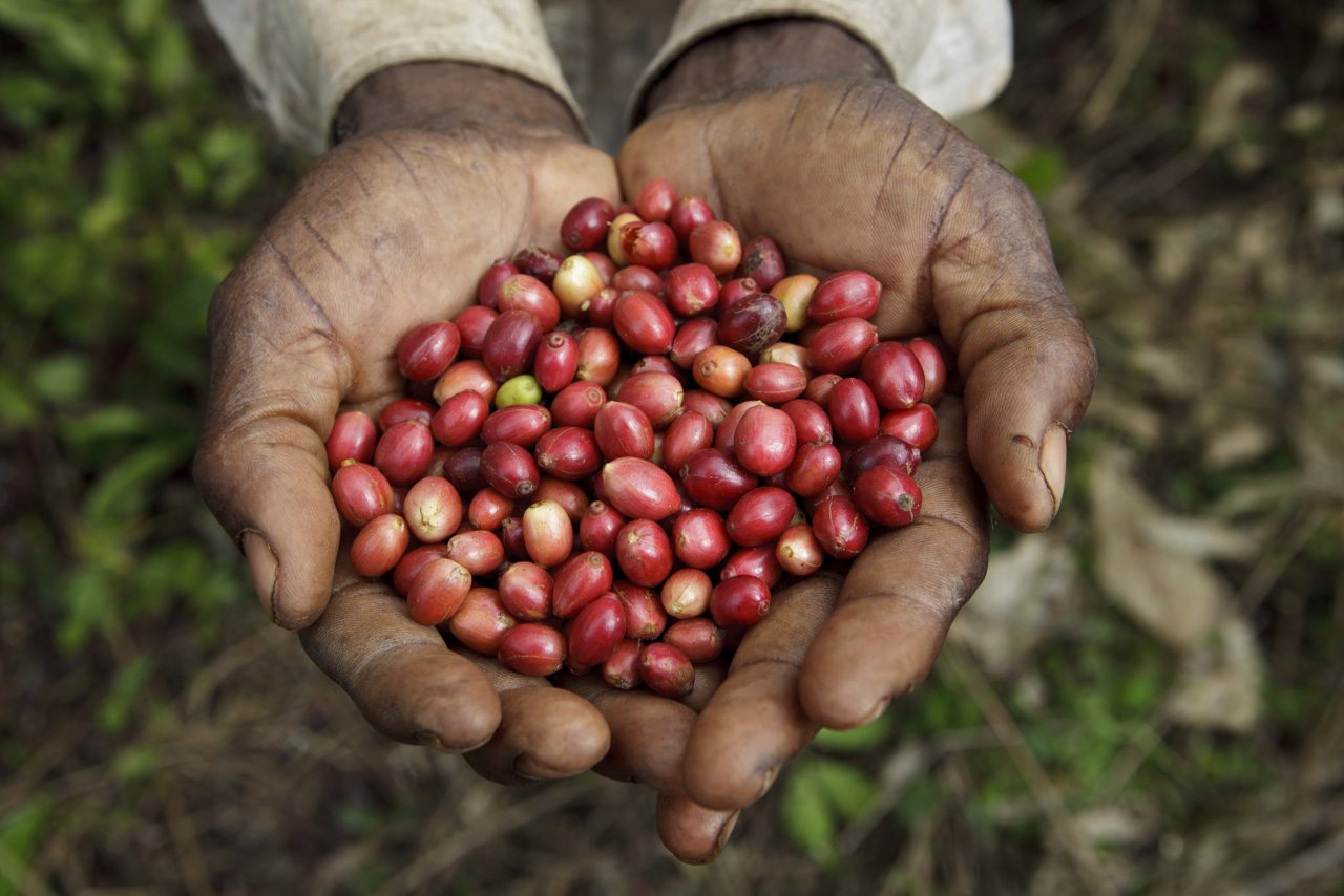 Un planteur présente dans ses 2 mains ouvertes des cerises de café fraîchement cueillies